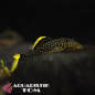 Preview: L081 Gelbsaum-Prachtharnischwels, Baryancistrus spec.